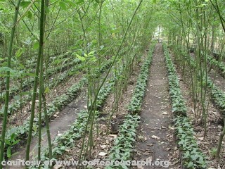 Plantation